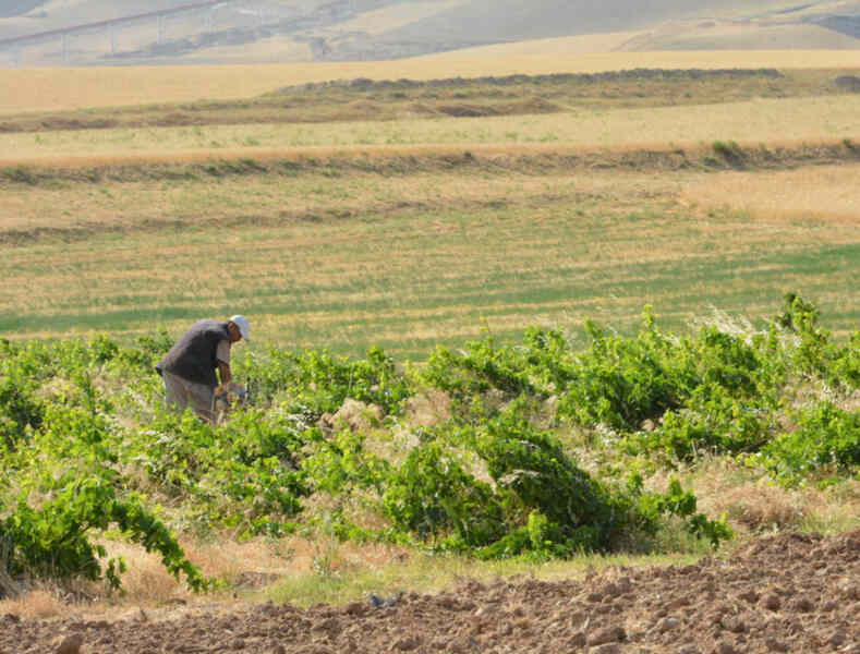 Доля подсобных хозяйств в Узбекистане